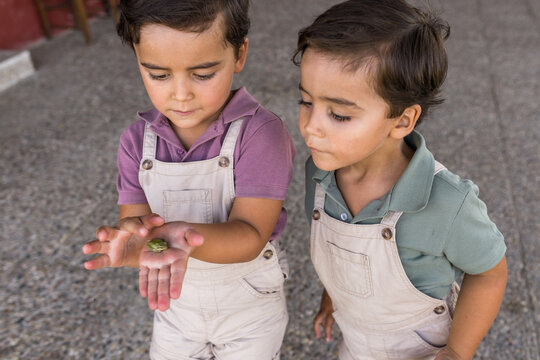 Two young brothers observing small green frog held in hand outdoors