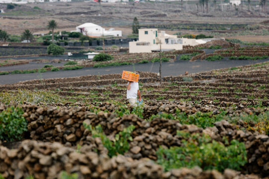 Winery worker walking through a vineyard carrying a crate of grapes.