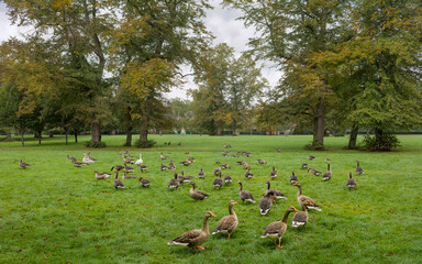 Wild geese feeding on Pearson Park, Hull, UK. © Daniel