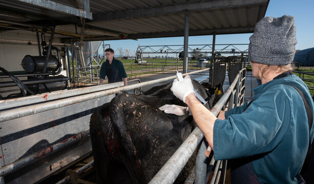 Calving season mentoring: Dystocia