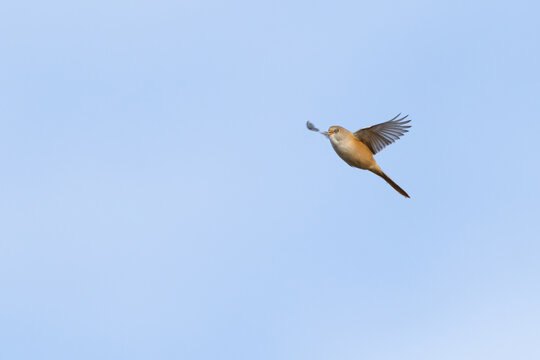 female bearded reedling (Panurus biarmicus) in flight, found at Fehmarn at the Baltic Sea in Germany