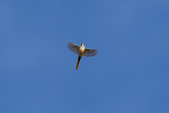 male bearded reedling (Panurus biarmicus) in flight, found at Fehmarn at the Baltic Sea in Germany