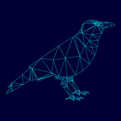 Obraz premium Crow low poly triangulation triangulated polygonal electric cyan blue vibrant aqua neon color vector illustration image outline contour line