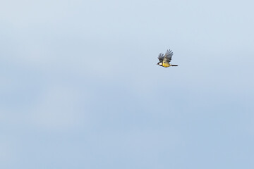 Fototapeta premium eurasian great tit (parus major) in flight, found at Fehmarn at the Baltic Sea in Germany