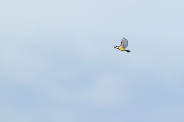 eurasian great tit (parus major) in flight, found at Fehmarn at the Baltic Sea in Germany © Mathias Putze