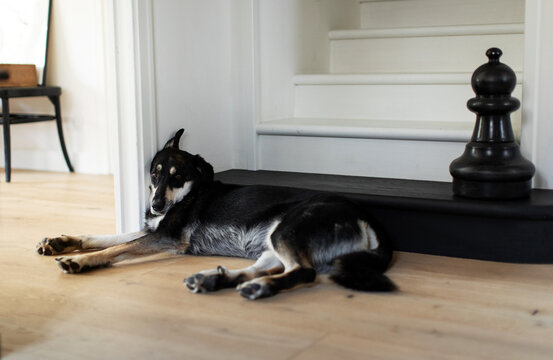 Mixed breed dog resting on hardwood floor indoors