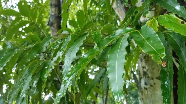 Fresh green leaves hanging on a tree branch in a sunny garden