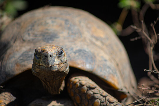 turtle on a rock