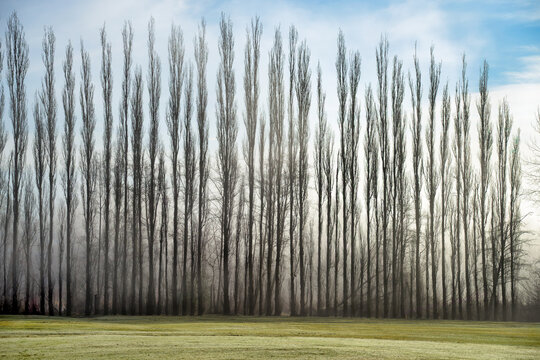 Atmospheric landscape with a row of tall bare trees in winter fog