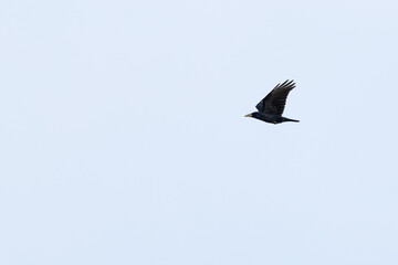 rook (Corvus frugilegus) in flight, found at Fehmarn at the Baltic Sea in Germany © Mathias Putze
