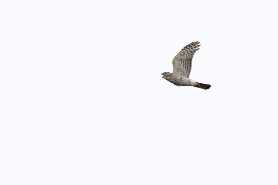 first calendar year or juvenile female Eurasian Sparrowhawk (Accipiter nisus) in flight, found at Fehmarn at the Baltic Sea in Germany