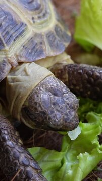 turtle in the grass