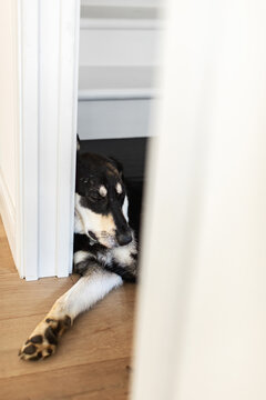 Mixed breed dog sleeps in a funny way hiding in a doorway