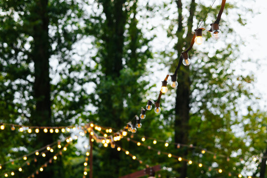 String lights are hung between trees, creating a warm glow in a garden. The scene is set outdoors with lush green foliage surrounding the area