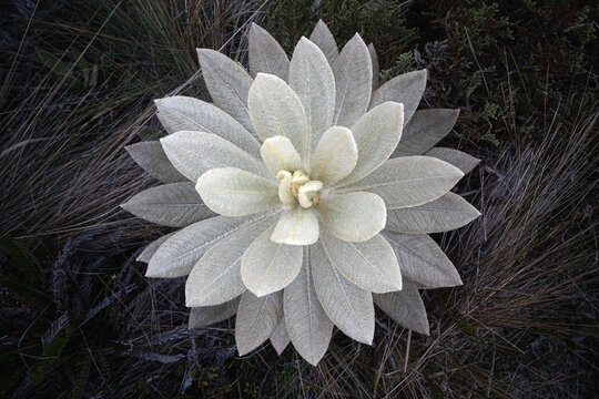 frailej&oacute;n