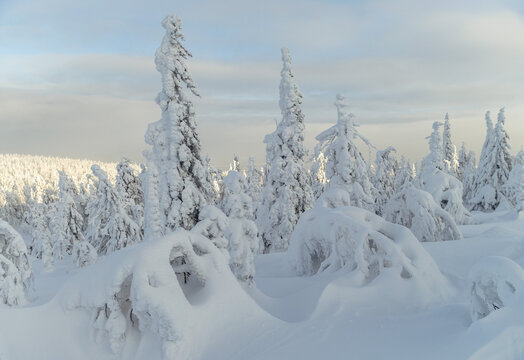 Sunlight Over Snowy Forest