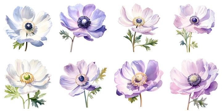 Elegant anemone flowers in various pastel shades on a black backdrop create a sense of peace