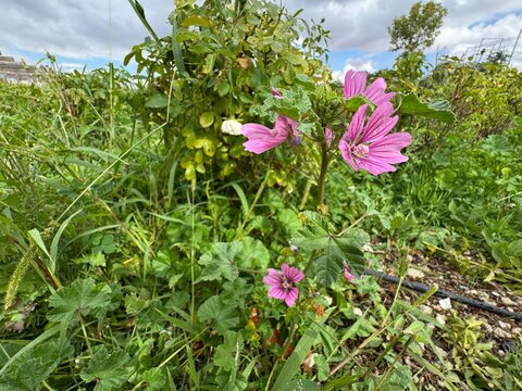 A close-up view of blooming pink Common Mallow flowers (Malva sylvestris) with vibrant green leaves and stems, growing wildly in a lush grassy field under an overcast sky.