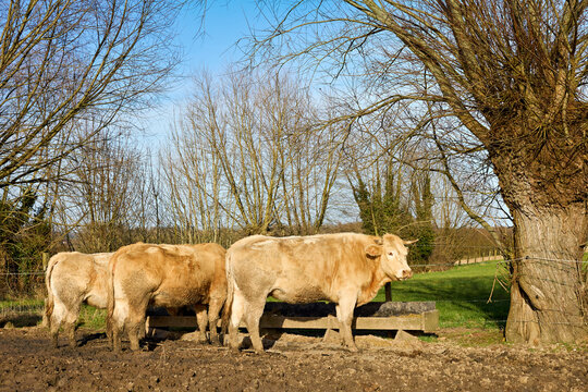 Light brown cattle eating from a wooden trough near a large pollard willow tree in a rural pasture under a bright blue sky.