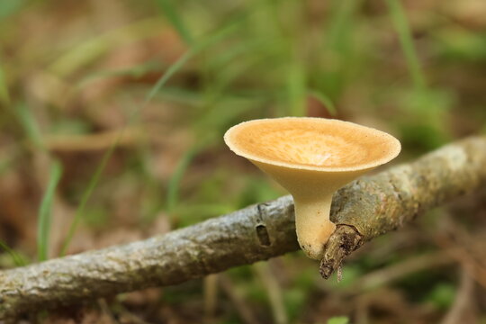 Tuberous polypore (Polyporus tuberaster) fungi
