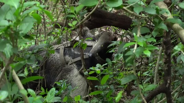 Young giant anteater riding on mother in the Ibera wetlands Corrientes Argentina