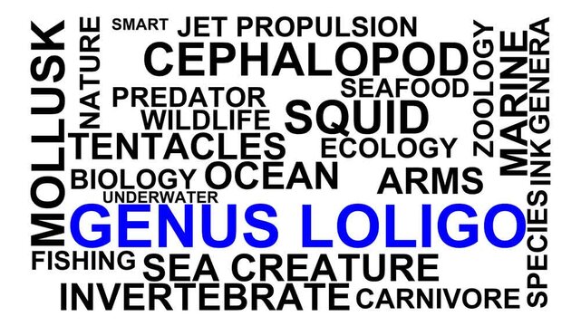 Genus Loligo Word Cloud