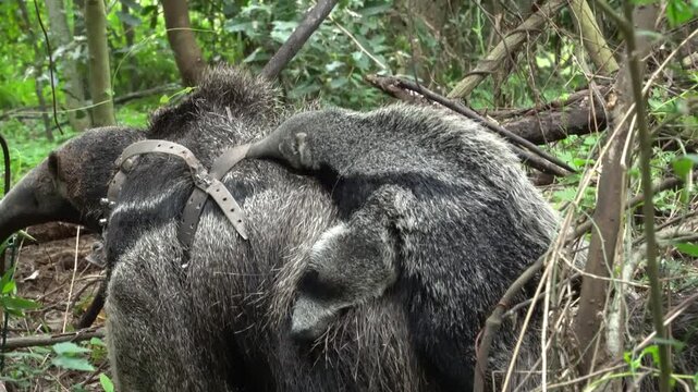 Mother giant anteater with pup on her back in South American wetland