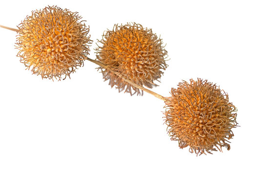 A macro shot of isolated sycamore tree seed spheres on a transparent background. A unique botanical image featuring its spiky texture and natural brown tones.