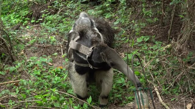 Anteater mother carrying offspring across open grassland in Ibera Park