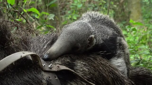 Mother giant anteater walking with baby through wetland grasses South America