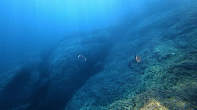 Small fish swimming over a rocky seafloor. Oblada melanura, saddled seabream