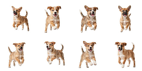 Obraz premium Compilation of playful puppies running and jumping with happy expressions on a black background