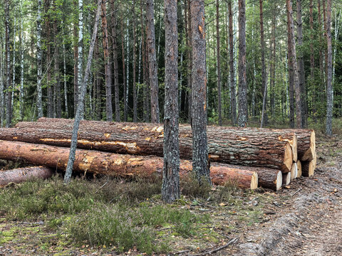 Stack of freshly cut pine logs lying on forest ground for timber industry.