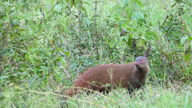 Stripe-necked mongoose foraging through scrub, Bandipur
