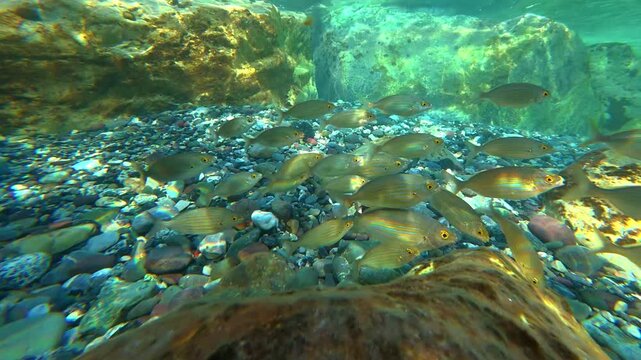 School of striped fish swimming over rocky seabed. The salema porgy, Sarpa salpa, dreamfish