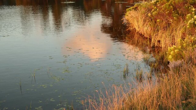 water Lillies in pond at sunset,Stanford, South Africa