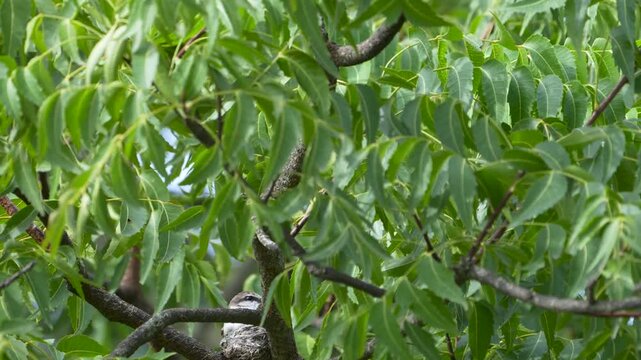 White-bellied Minivet brooding on a camouflaged nest in tree canopy