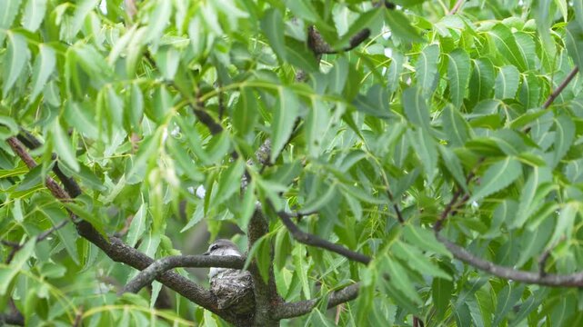 White-bellied Minivet sitting tight on a nest amid dense tree foliage