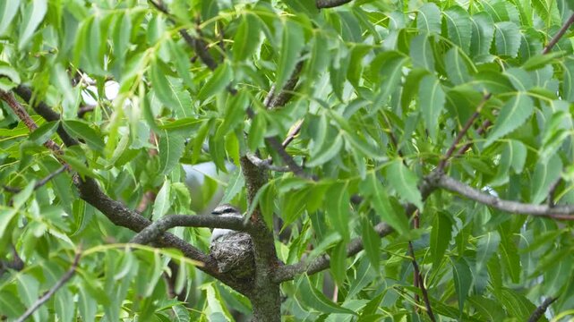 White-bellied Minivet on nest tucked among leafy branches