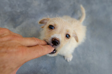 Playful Puppy Dog Biting Fingers © Elite40MP