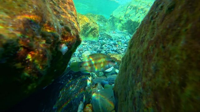Small fish swimming among rocky seabed and pebbles. The peacock wrasse