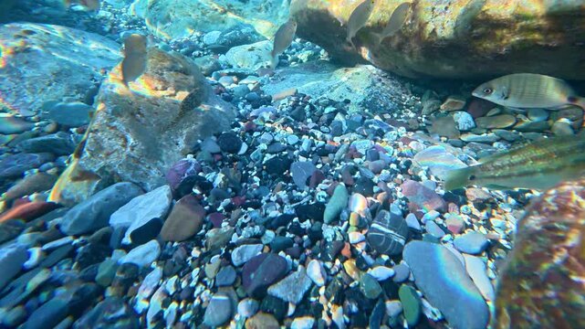Small fish swimming over rocky pebble seabed