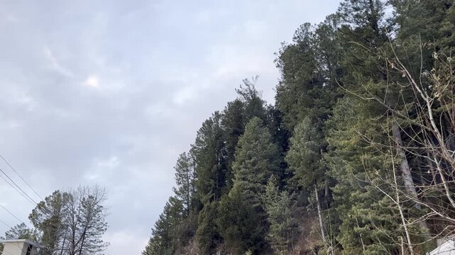 pine trees in winter