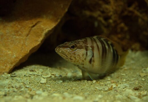 Painted comber (Serranus scriba)