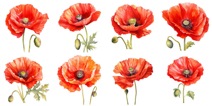 Watercolor painting featuring a variety of vibrant red poppy flowers in full bloom on black background