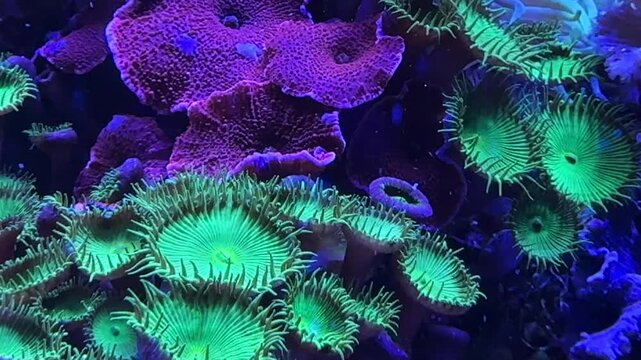 Zoanthus button polyps and Discosoma mushroom corals in reef aquarium, Indo Pacific marine life, biology research study.