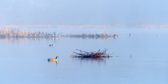 Canada goose swimming on a misty lake near a branch structure