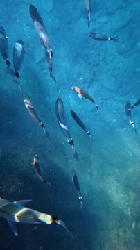 Underwater school of fish swimming over a rocky seabed. Oblada melanura, saddled seabream