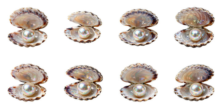 Group of eight open oyster shells revealing iridescent pearls on a black background