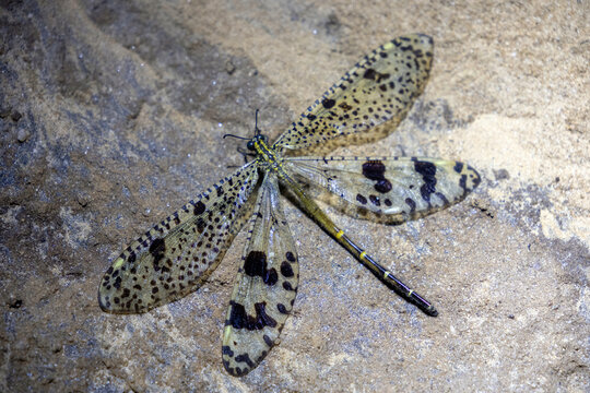 Large Spotted-Winged Antlion Resting on Rock During a Night Walk in Kirindy Forest Madagascar